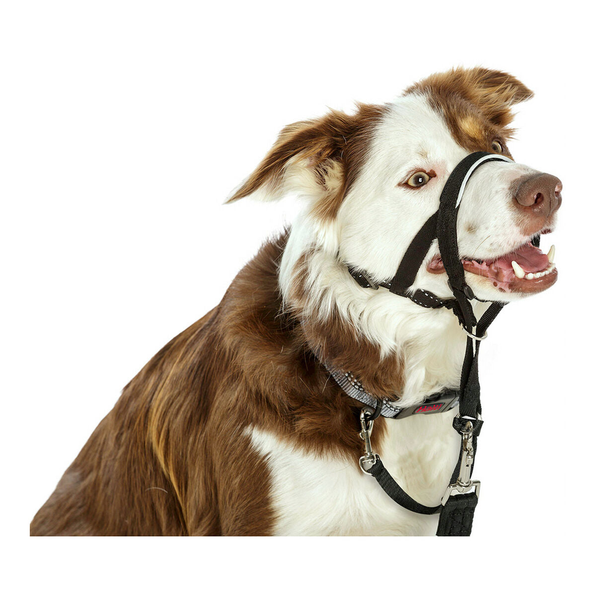 Dog Training Collars Company of Animals Halti Black Muzzle (35-48 cm)-5