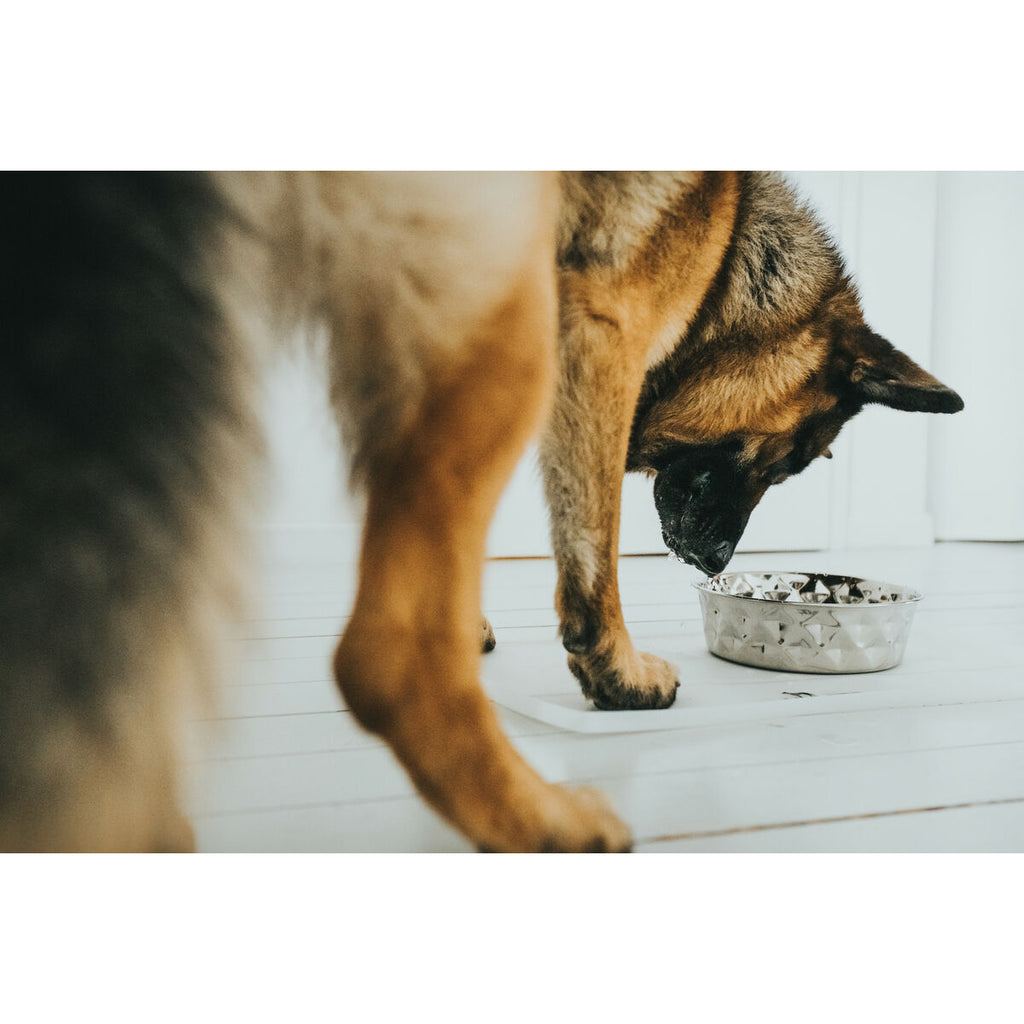 Dog Feeder Hunter Silicone Stainless steel 2,6 L-4