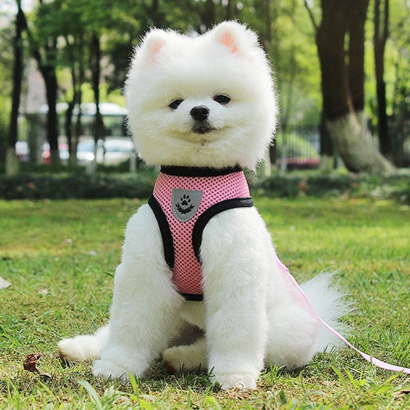 Dog Harness and Leash
