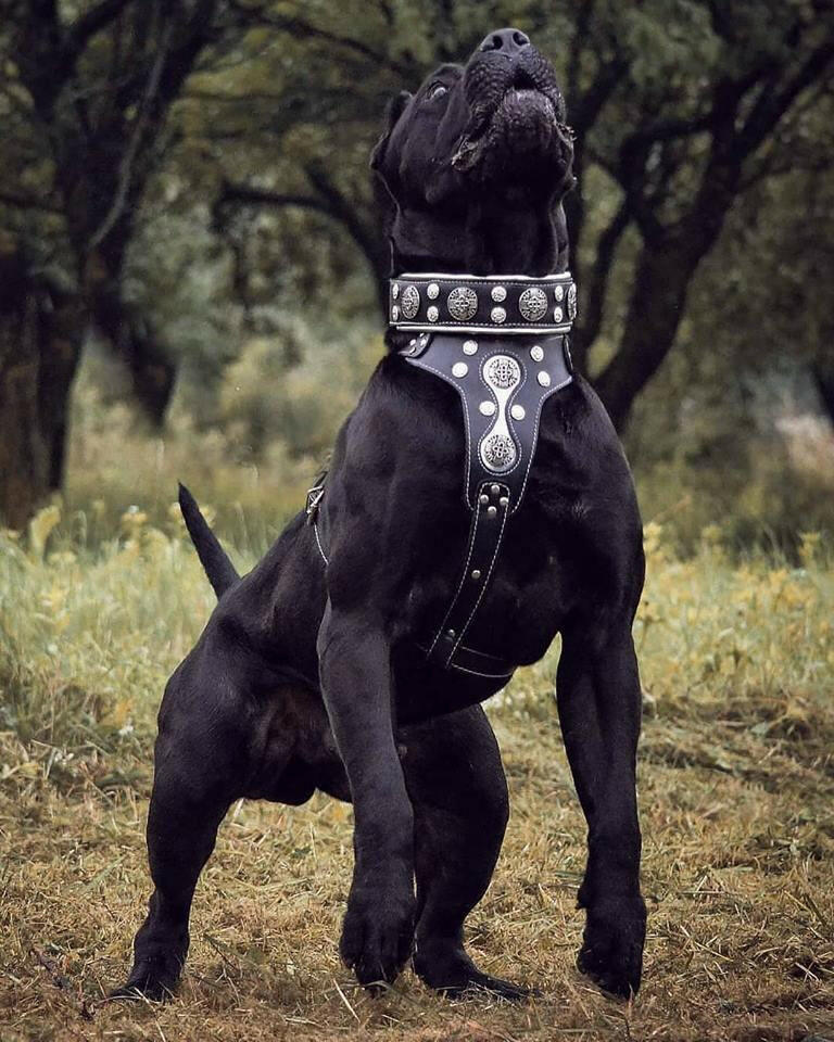 "Hektor" collar for Dog-1