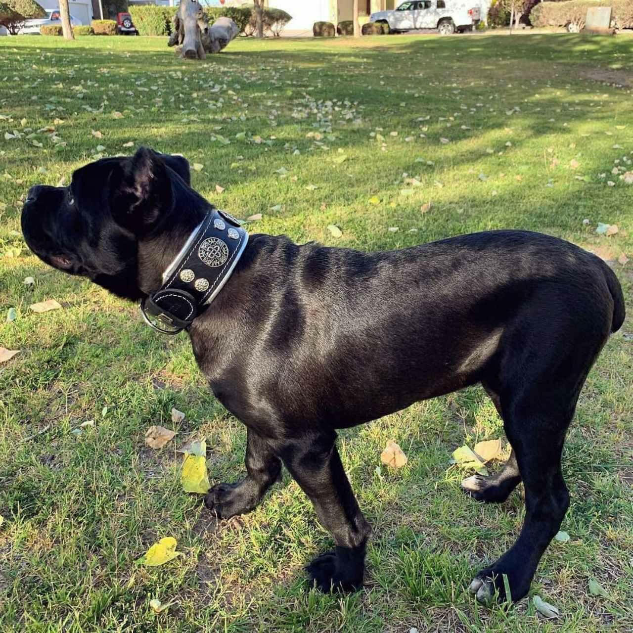 "Hektor" collar for Dog-3