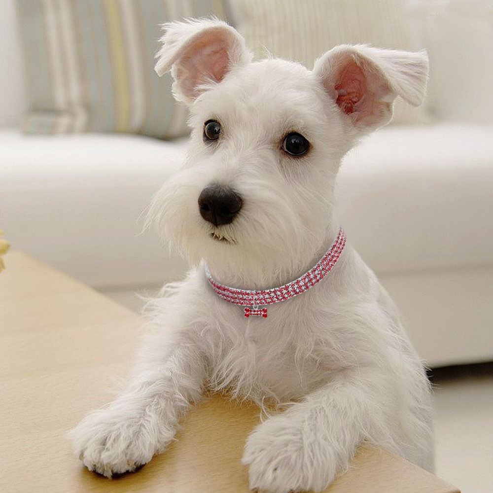 Puppy Crystal Collar