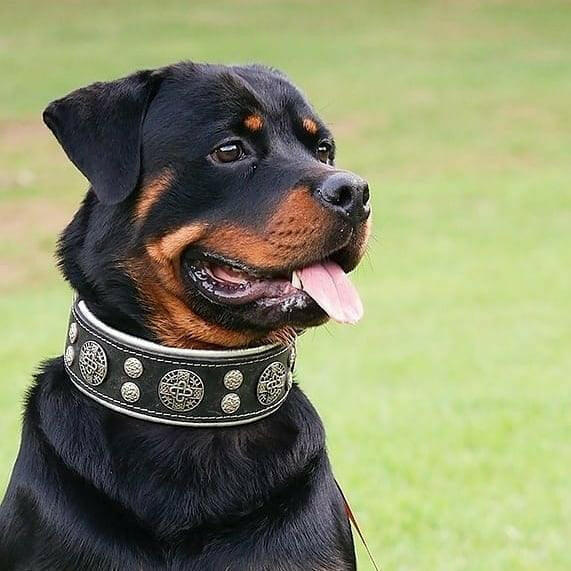 "Hektor" collar for Dog-2